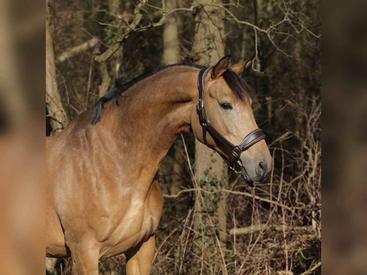 NRPS Giumenta 8 Anni 165 cm Pelle di daino in Oud Gastel