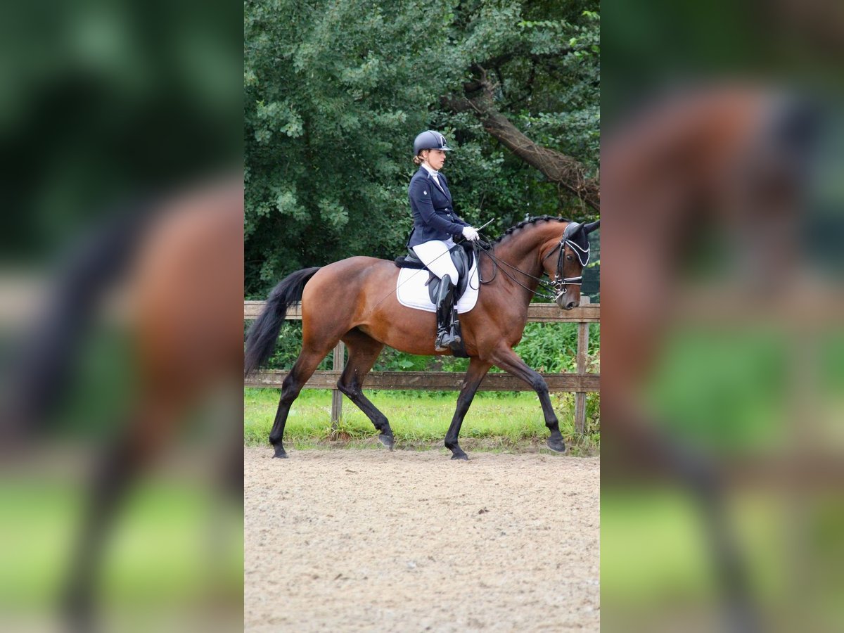 NRPS Giumenta 8 Anni 167 cm Baio scuro in Renswoude