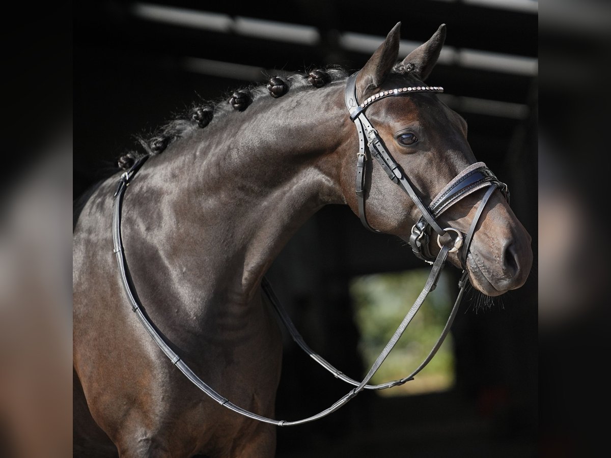 NRPS Giumenta 9 Anni 141 cm Baio nero in Dordrecht