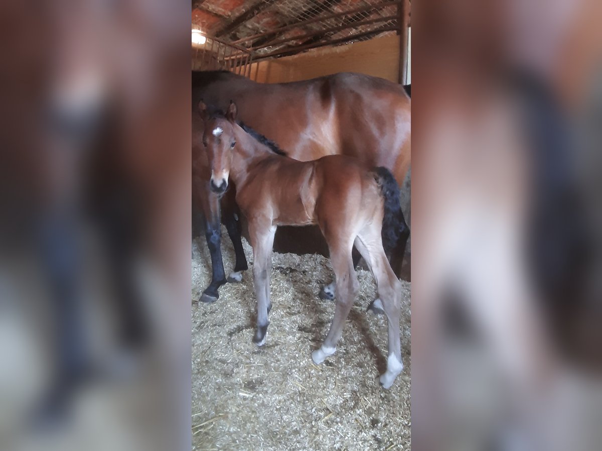 NRPS Hengst 1 Jaar 148 cm Bruin in Meerlo