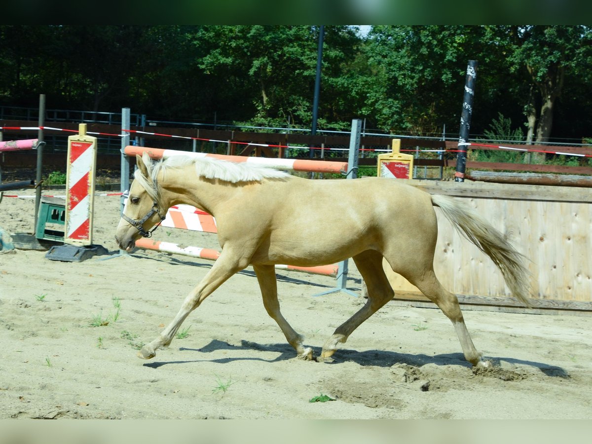 NRPS Mix Hengst 1 Jahr 143 cm Palomino in Nistelrode