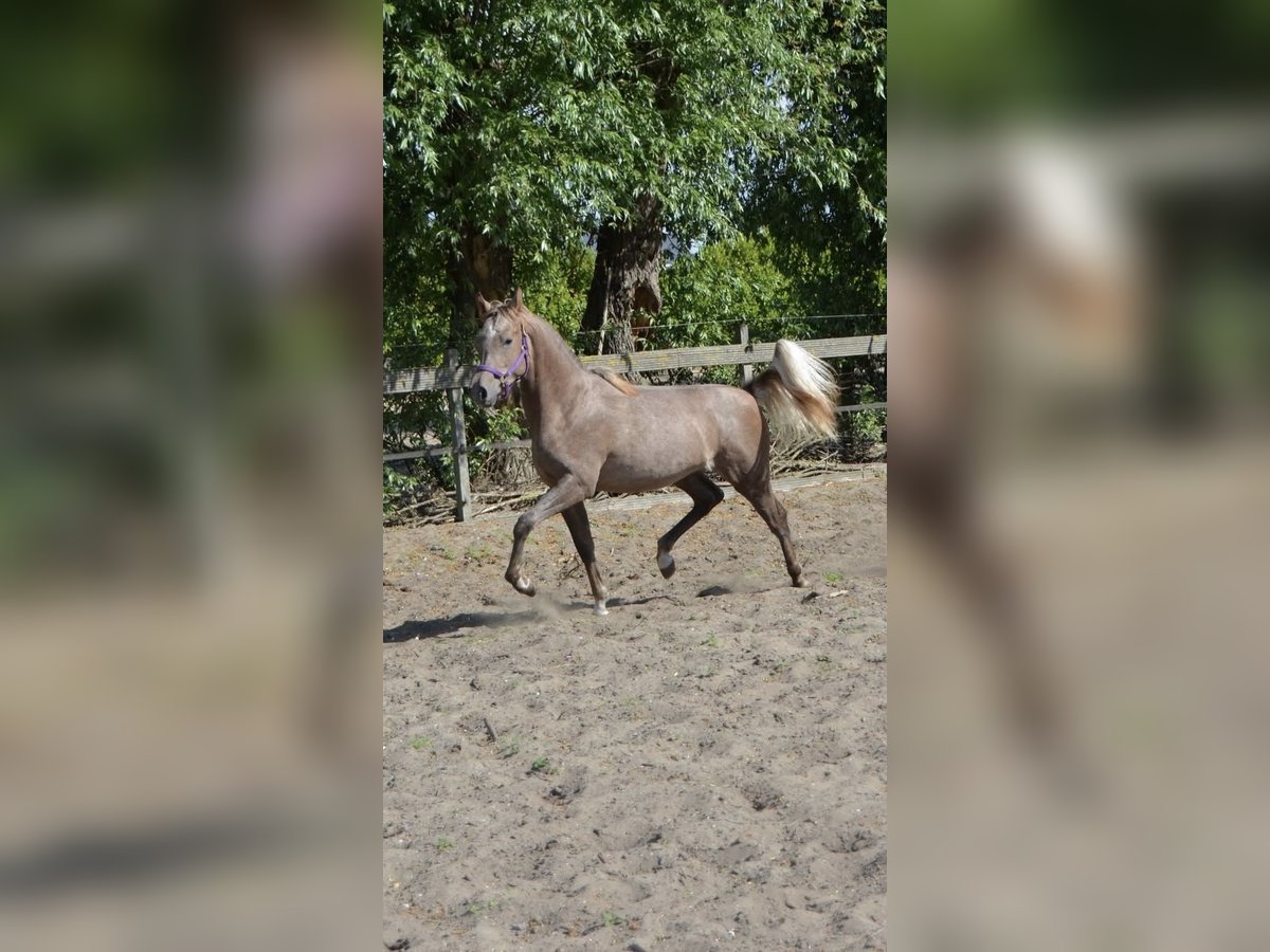 NRPS Hengst 1 Jahr 160 cm White in Warder