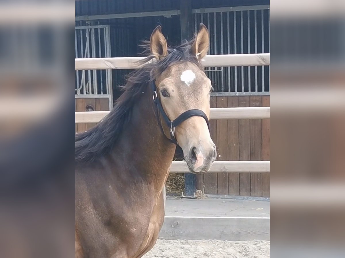 NRPS Hengst 1 Jahr 165 cm in Tholen