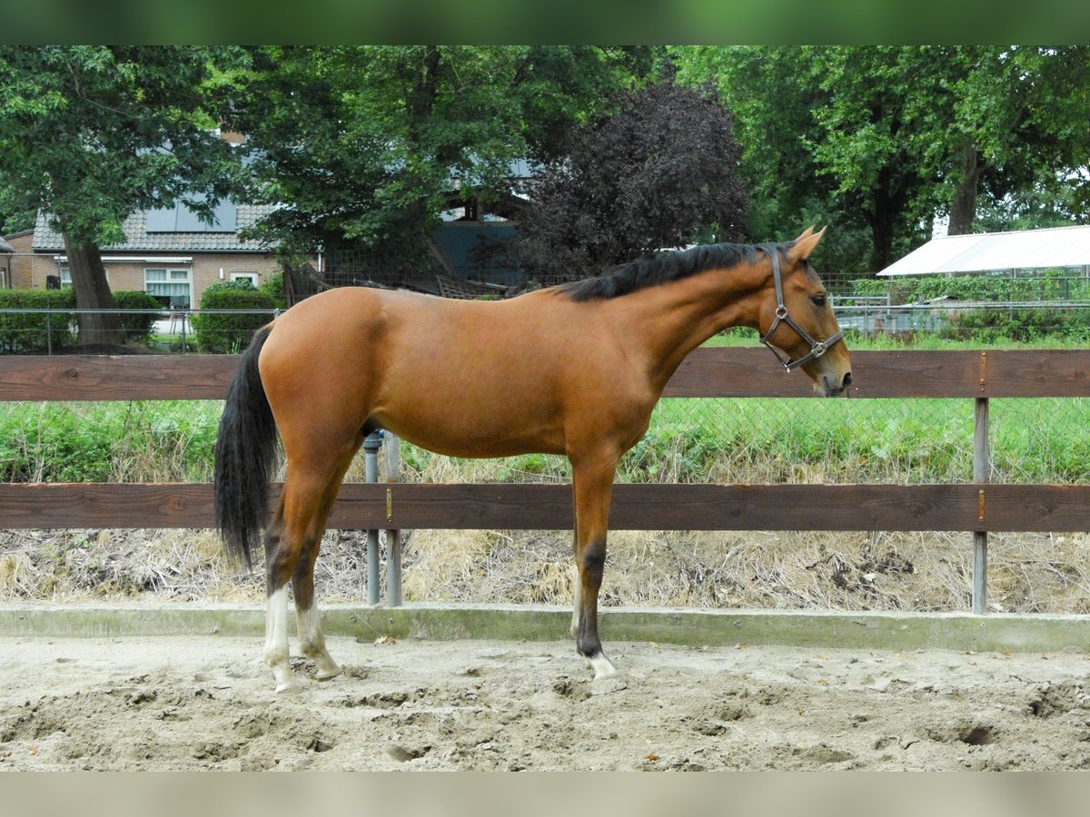 NRPS Hengst 1 Jahr 171 cm Brauner in Oss