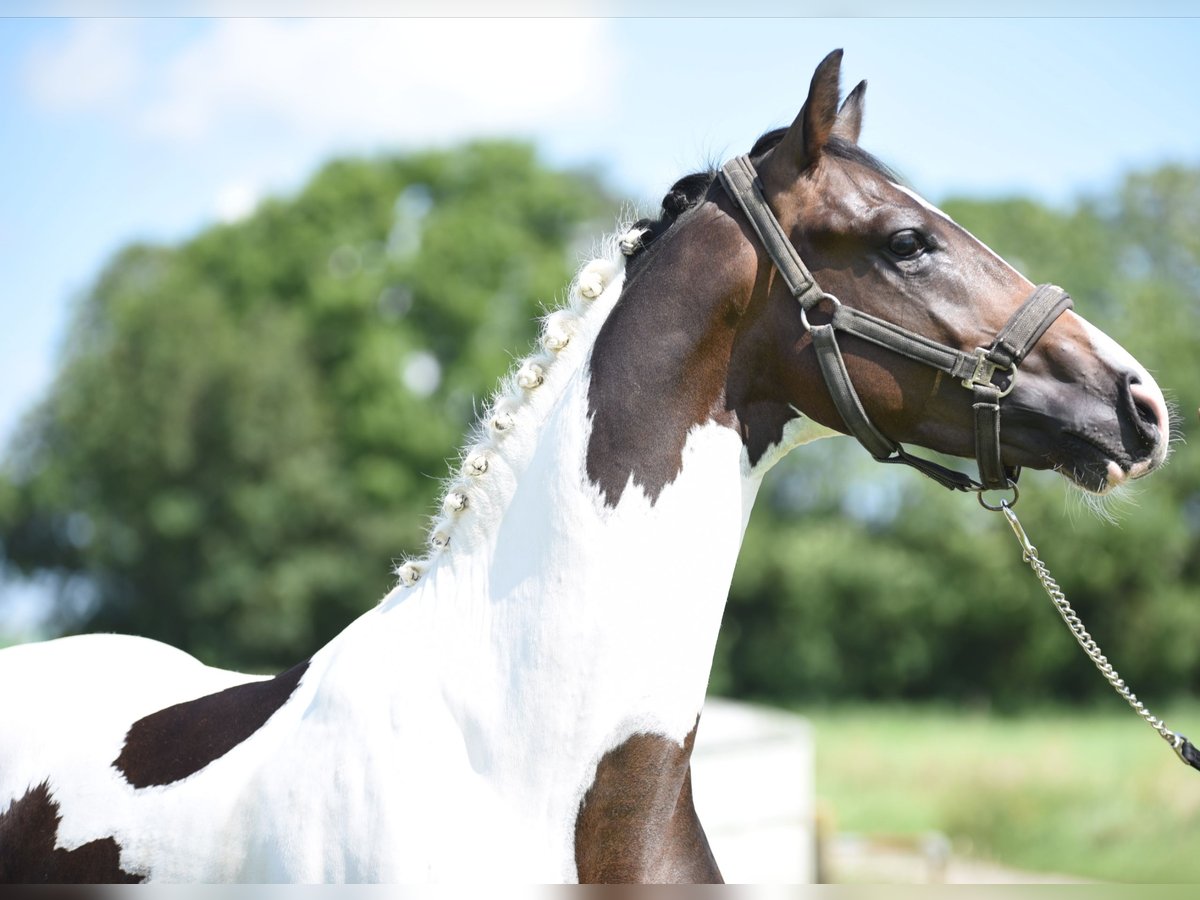 NRPS Hengst 2 Jaar 162 cm Gevlekt-paard in Vrouwenparochie