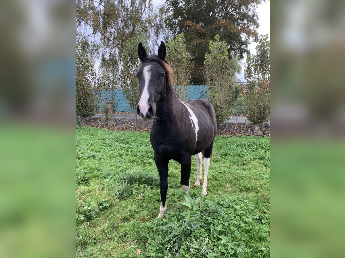 NRPS Hengst 2 Jahre 135 cm Schecke in Kortemark