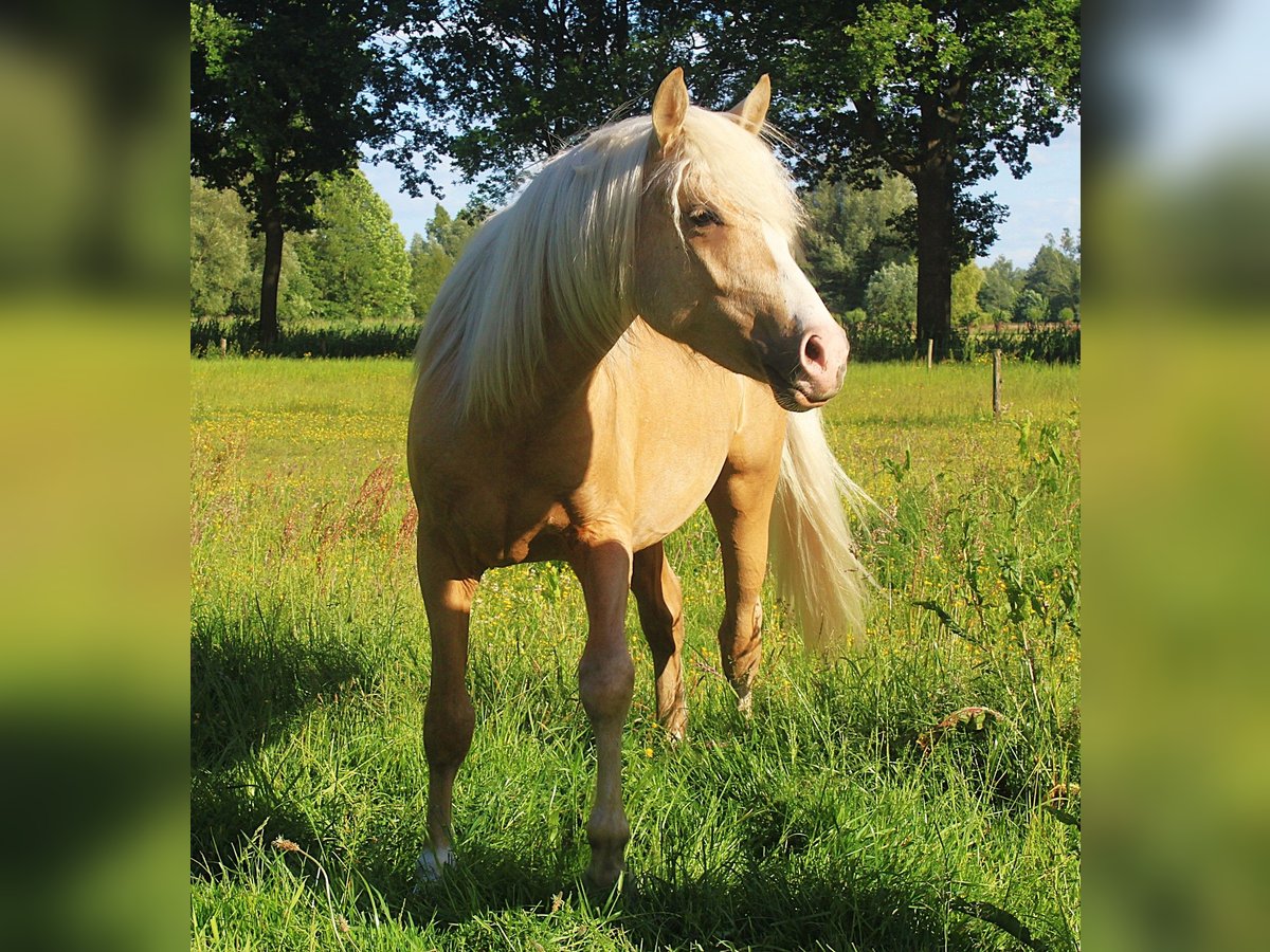 NRPS Hengst 2 Jahre 142 cm Palomino in Oisterwijk