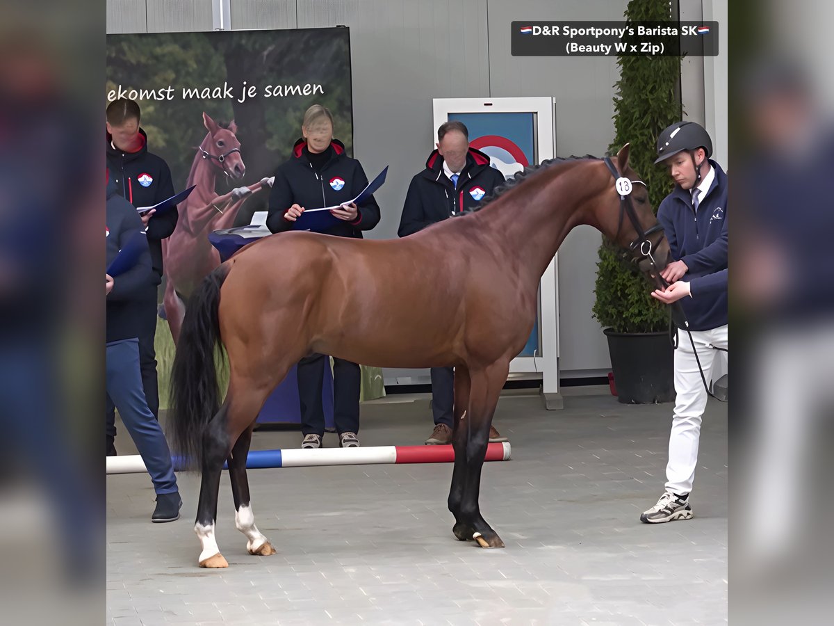 NRPS Hengst 3 Jaar 146 cm Bruin in Nistelrode