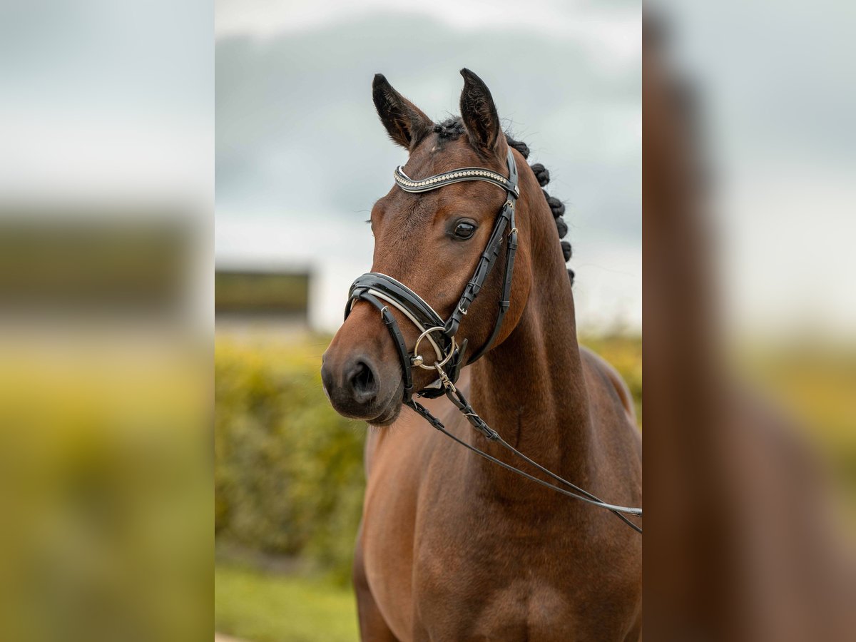 NRPS Hengst 3 Jahre 142 cm Brauner in Gomadingen