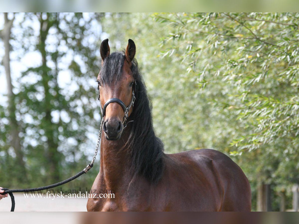 NRPS Hengst 3 Jahre 165 cm Brauner in Mijnsheerenland
