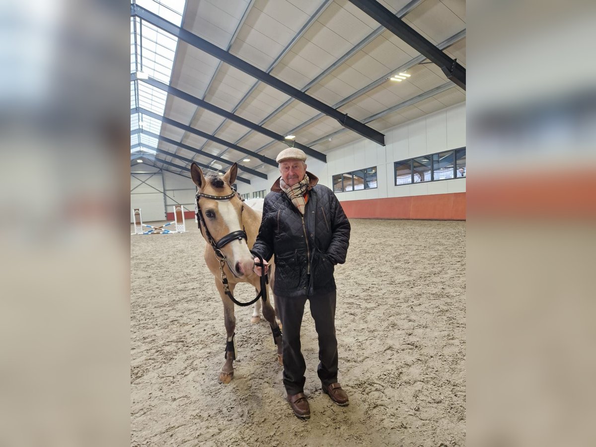 NRPS Hengst 4 Jaar 148 cm Palomino in Daknam