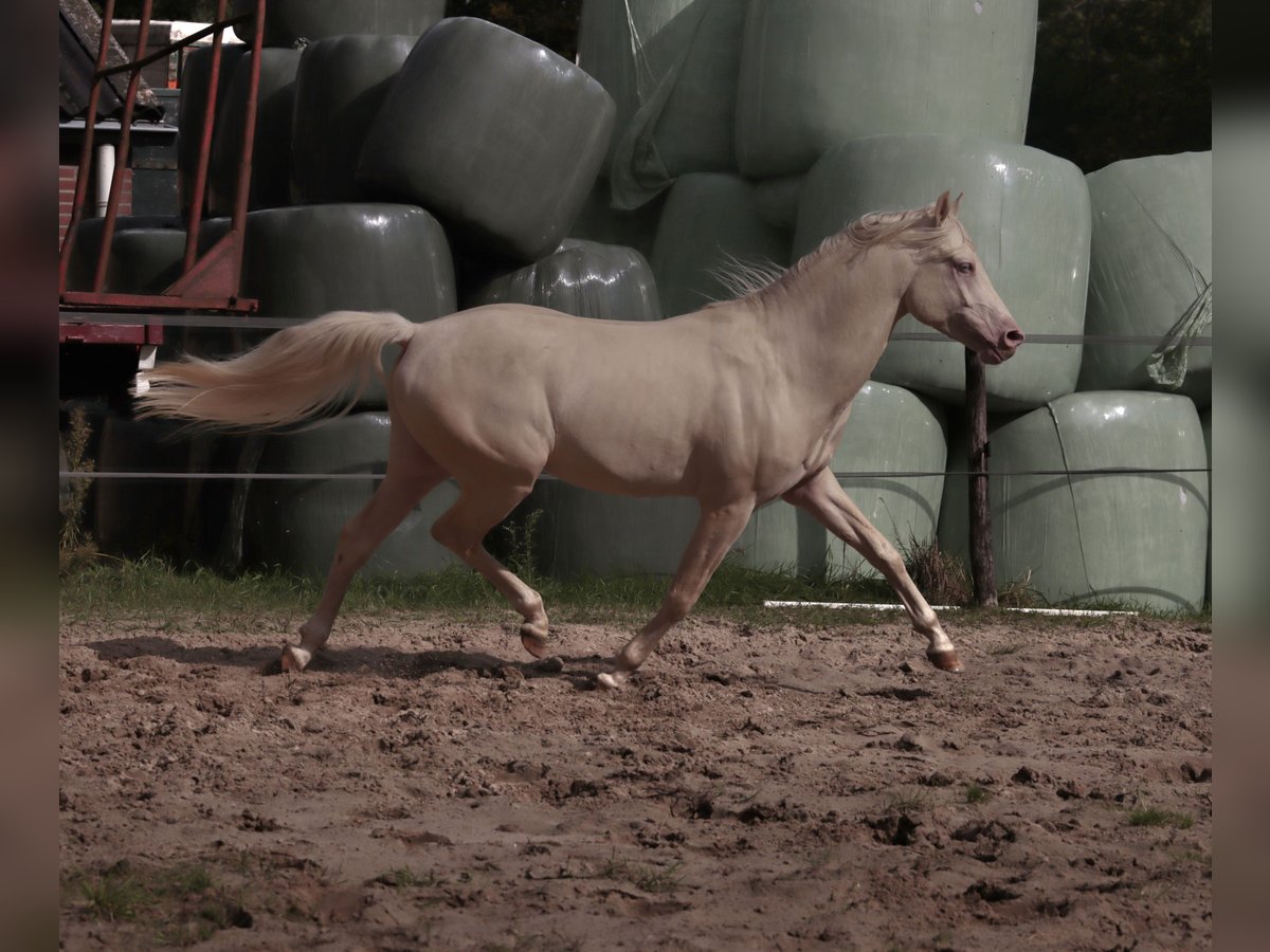 NRPS Hengst 6 Jahre 148 cm Cremello in Woudenberg