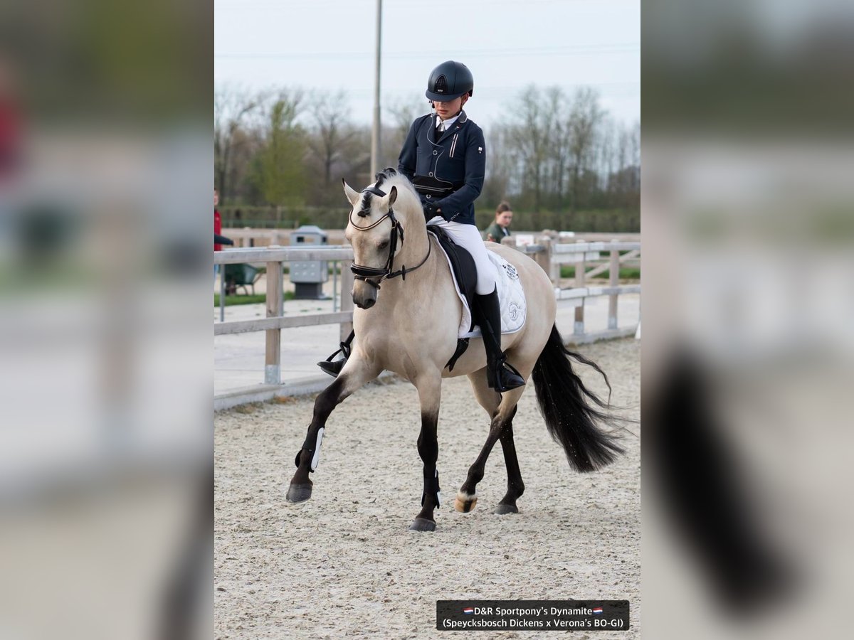 NRPS Hengst Buckskin in Nistelrode