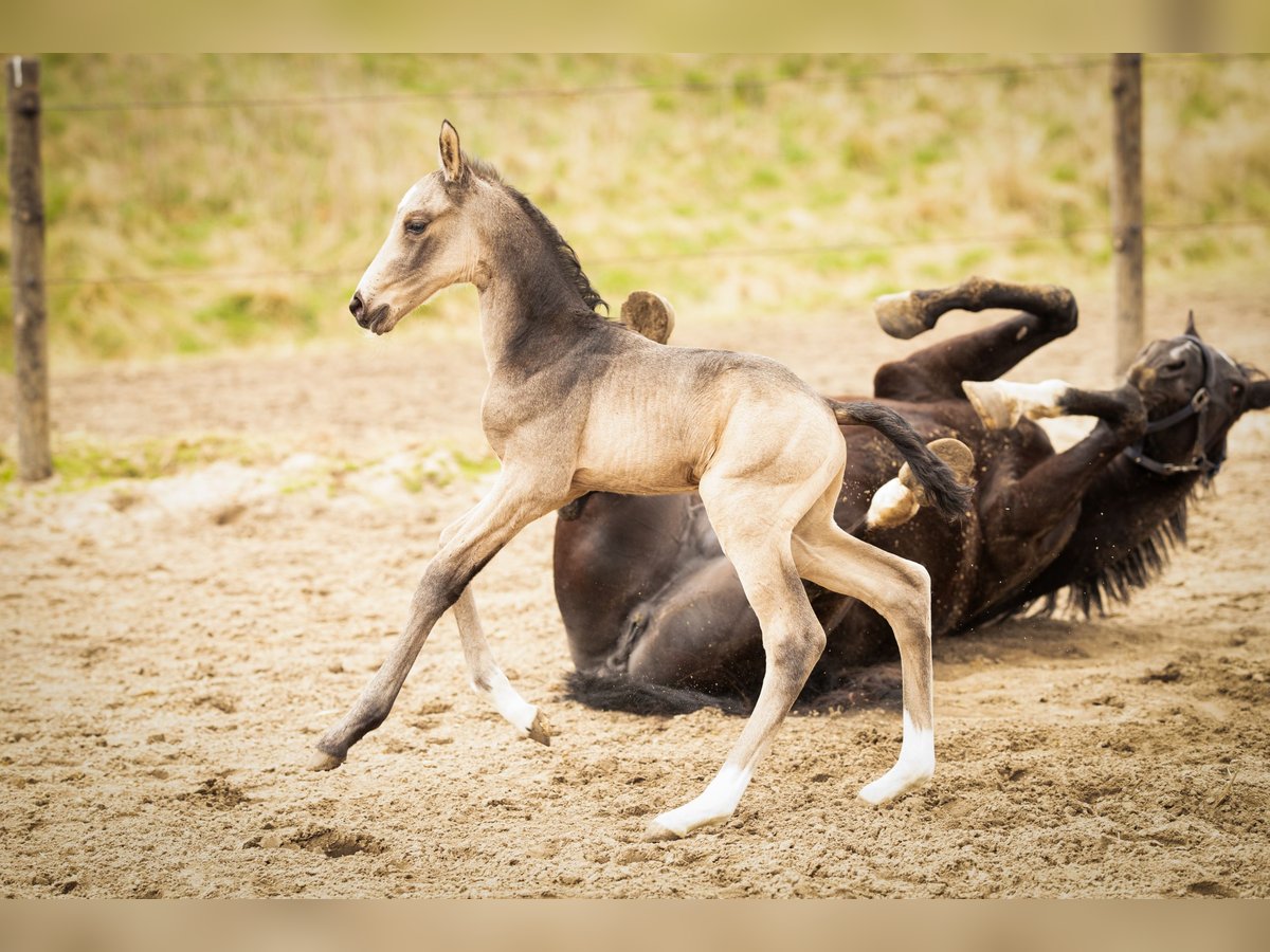 NRPS Hengst Fohlen (03/2025) 168 cm Buckskin in Tholen