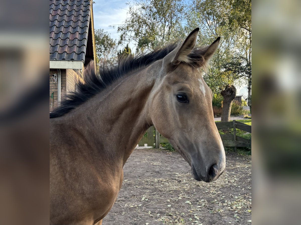NRPS Hengst Veulen (04/2025) 151 cm Buckskin in Zwartewaal