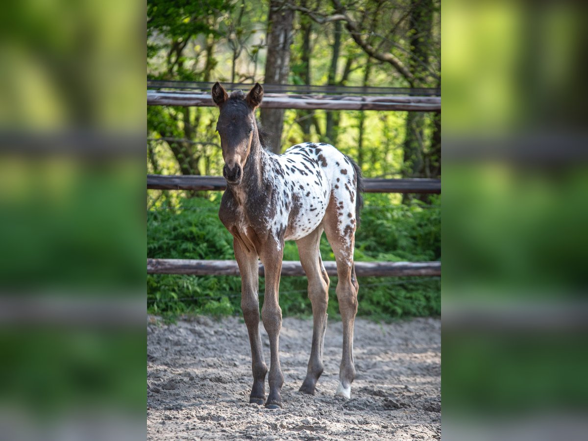 NRPS Hengst  165 cm Appaloosa in Broeksterw&#xE2;ld