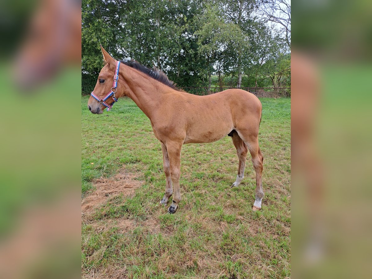 NRPS Hengst Veulen (05/2025) Bruin in Stieltjeskanaal