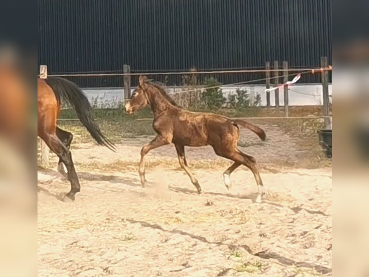 NRPS Hingst Föl (06/2024) 168 cm in Tholen