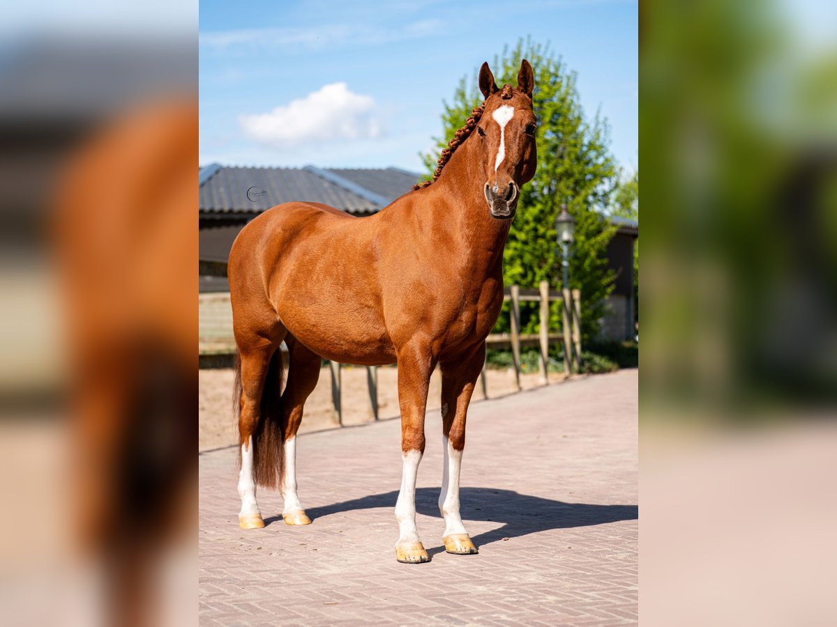 NRPS Hongre 14 Ans 148 cm Alezan in Lisserbroek