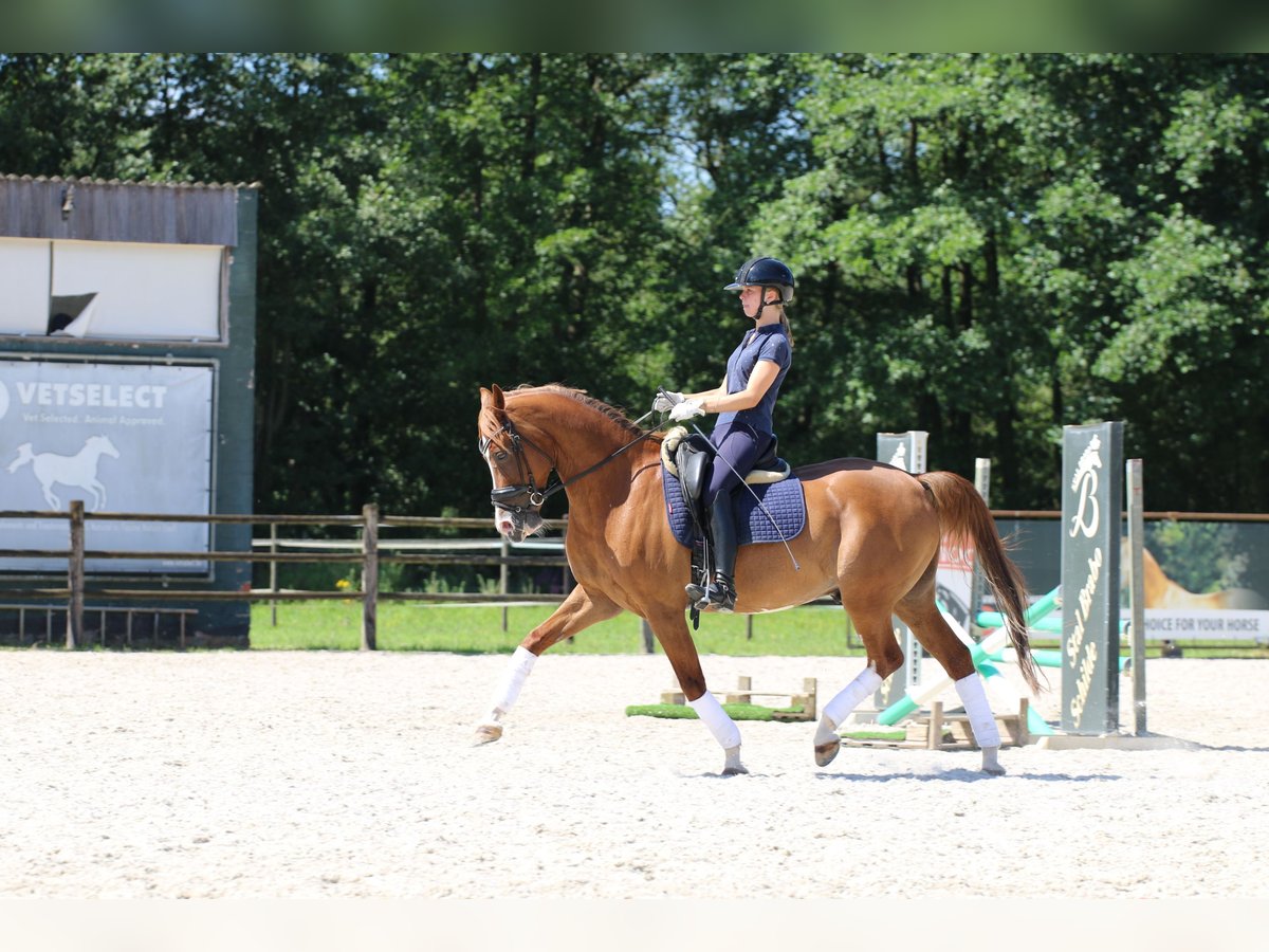 NRPS Hongre 15 Ans 149 cm Alezan in Schilde