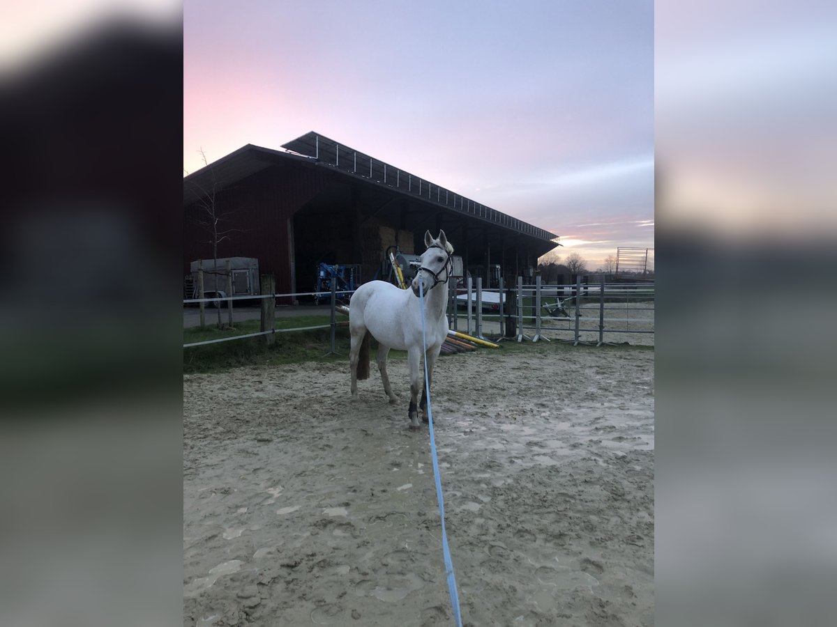 NRPS Hongre 21 Ans 155 cm Gris moucheté in Rhede