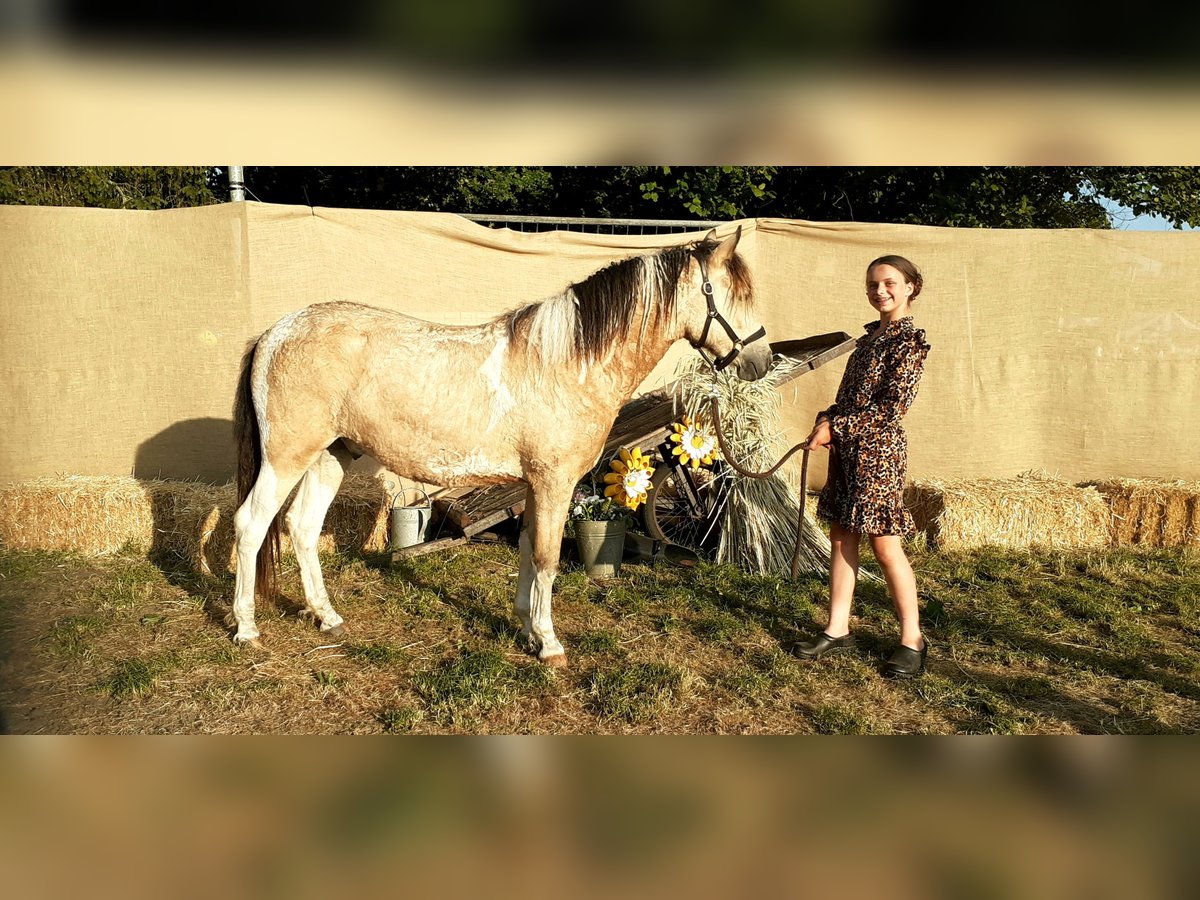 NRPS Croisé Hongre 2 Ans 142 cm Isabelle in Ruinen