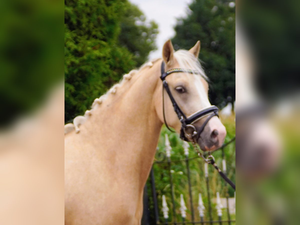 NRPS Hongre 3 Ans 145 cm Palomino in Hellouw