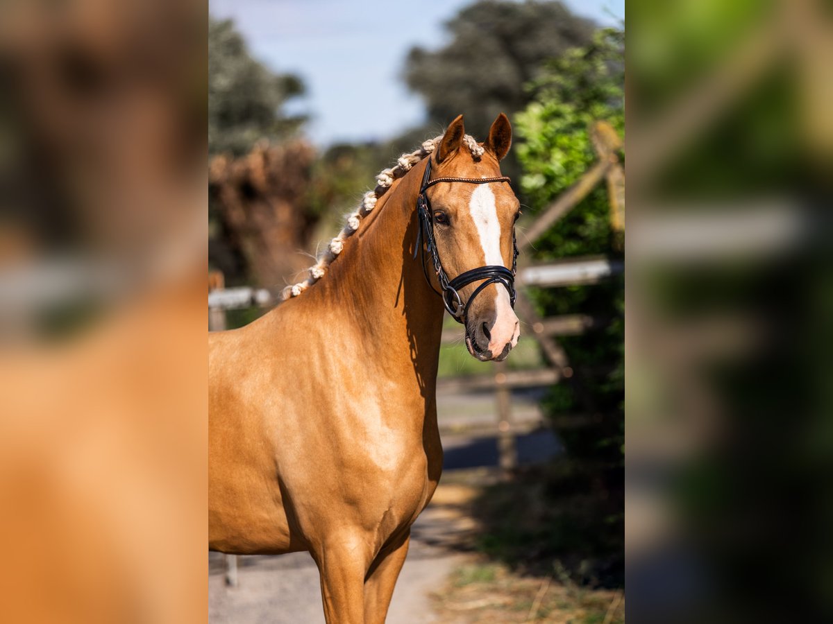 NRPS Hongre 3 Ans 147 cm Palomino in Eede