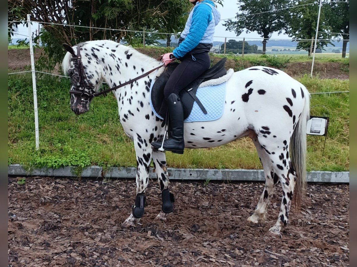 NRPS Hongre 4 Ans 130 cm Léopard in Alfeld (Leine)