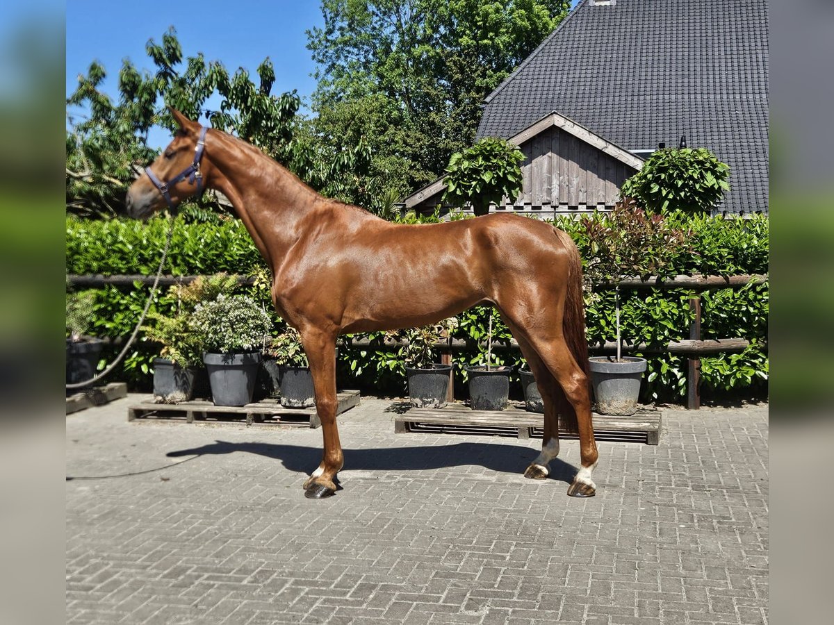 NRPS Hongre 5 Ans Alezan in GROTE BROGEL