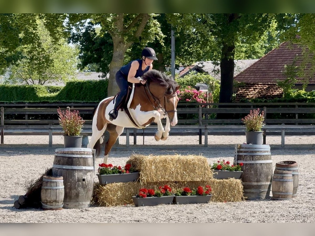 NRPS Hongre 8 Ans 158 cm in Bladel