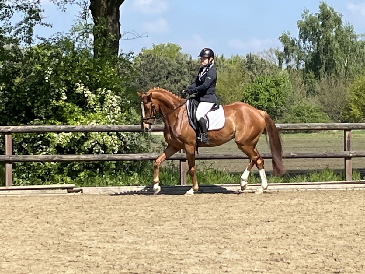 NRPS Hongre 9 Ans 162 cm Alezan in Eibergen