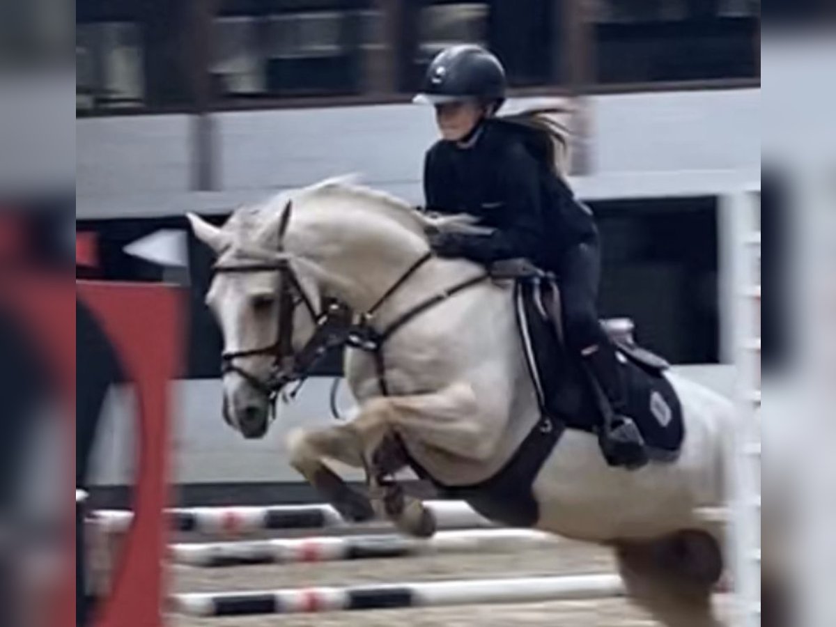 NRPS Jument 11 Ans 146 cm Palomino in Kortrijk