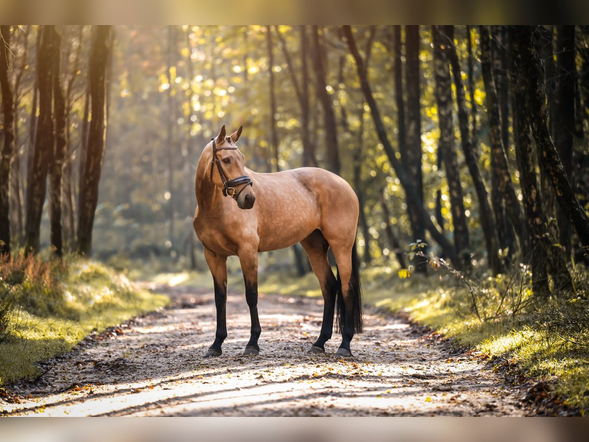 NRPS Jument 12 Ans 163 cm Buckskin in Velp