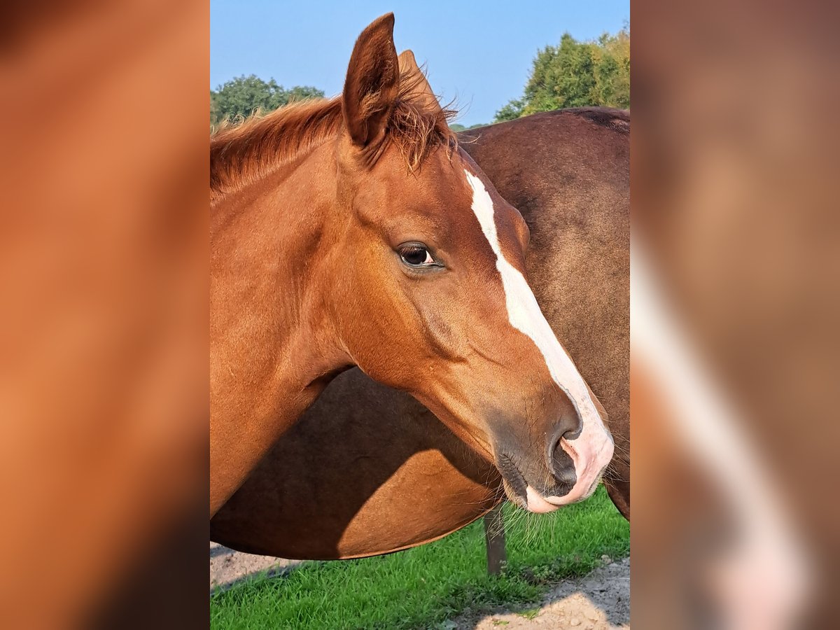 NRPS Jument 1 Année 168 cm Alezan brûlé in Stieltjeskanaal