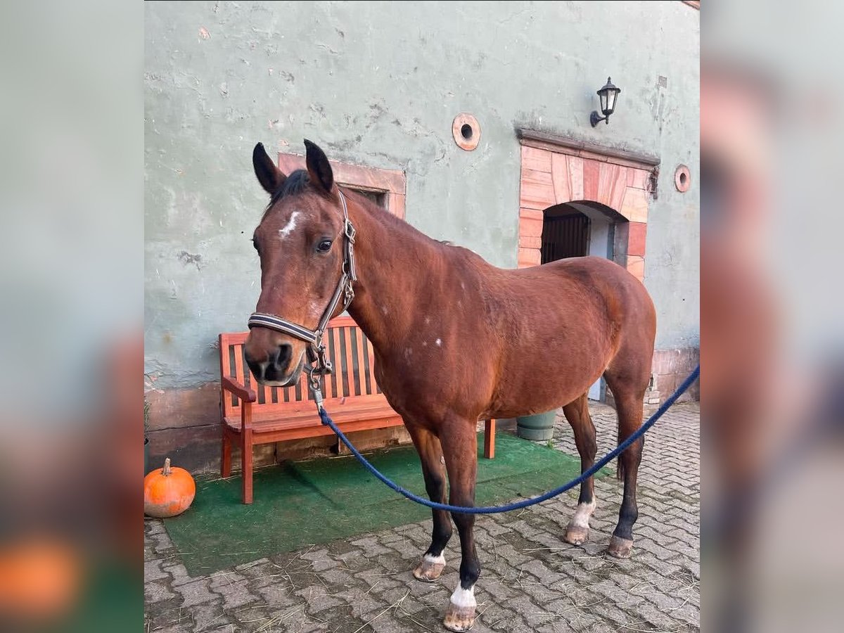 NRPS Jument 28 Ans 145 cm Bai in Bruchmühlbach-Miesau