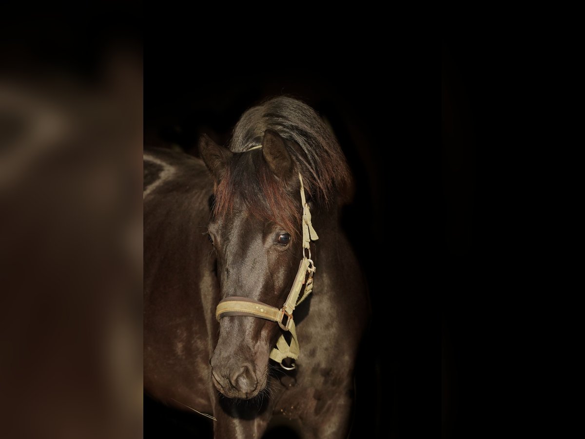 NRPS Jument 2 Ans 160 cm Noir in Groningen