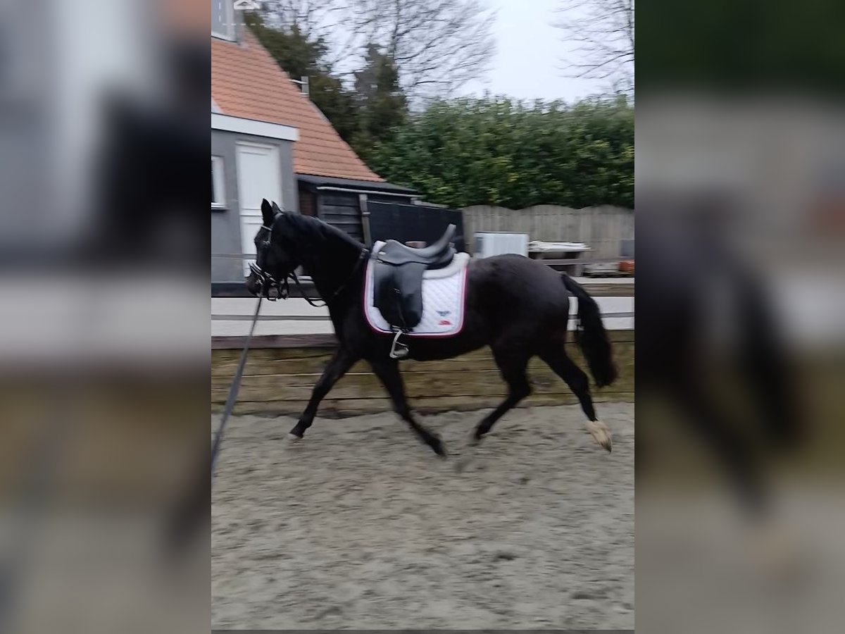 NRPS Jument 3 Ans 134 cm Bai brun foncé in Heijningen