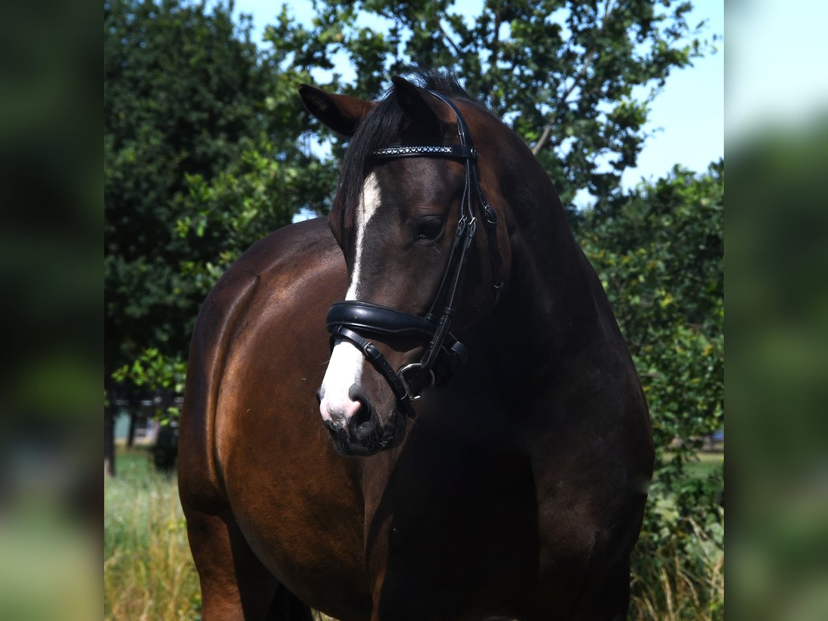 NRPS Jument 3 Ans 139 cm Bai brun foncé in Markelo