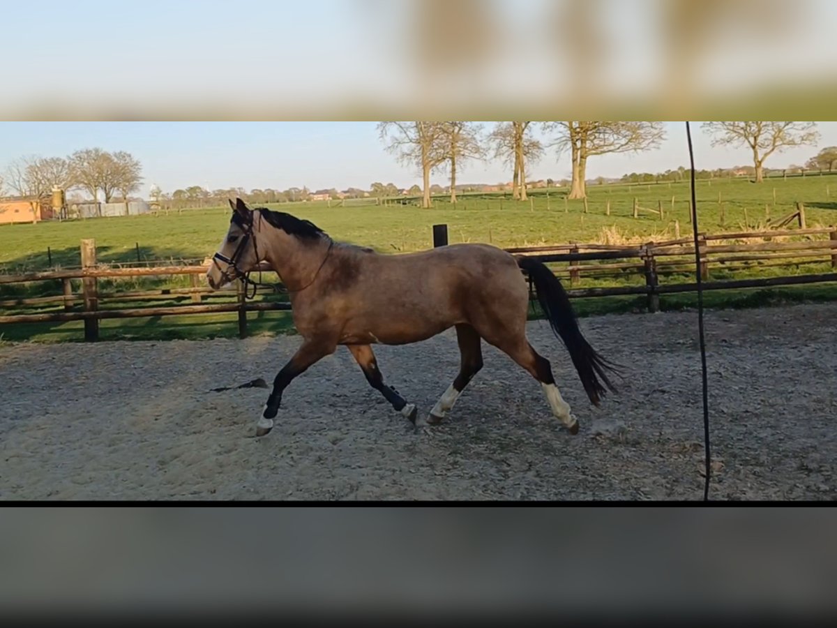 NRPS Jument 4 Ans 141 cm Isabelle in Goch