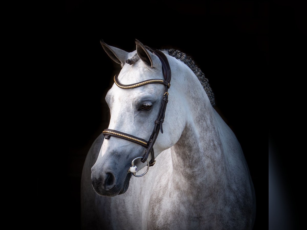 NRPS Jument 5 Ans 147 cm Gris in Hegelsom