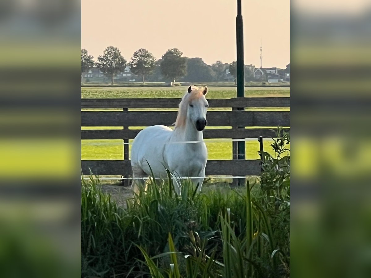 NRPS Jument 7 Ans 116 cm Gris in Zevenhoven