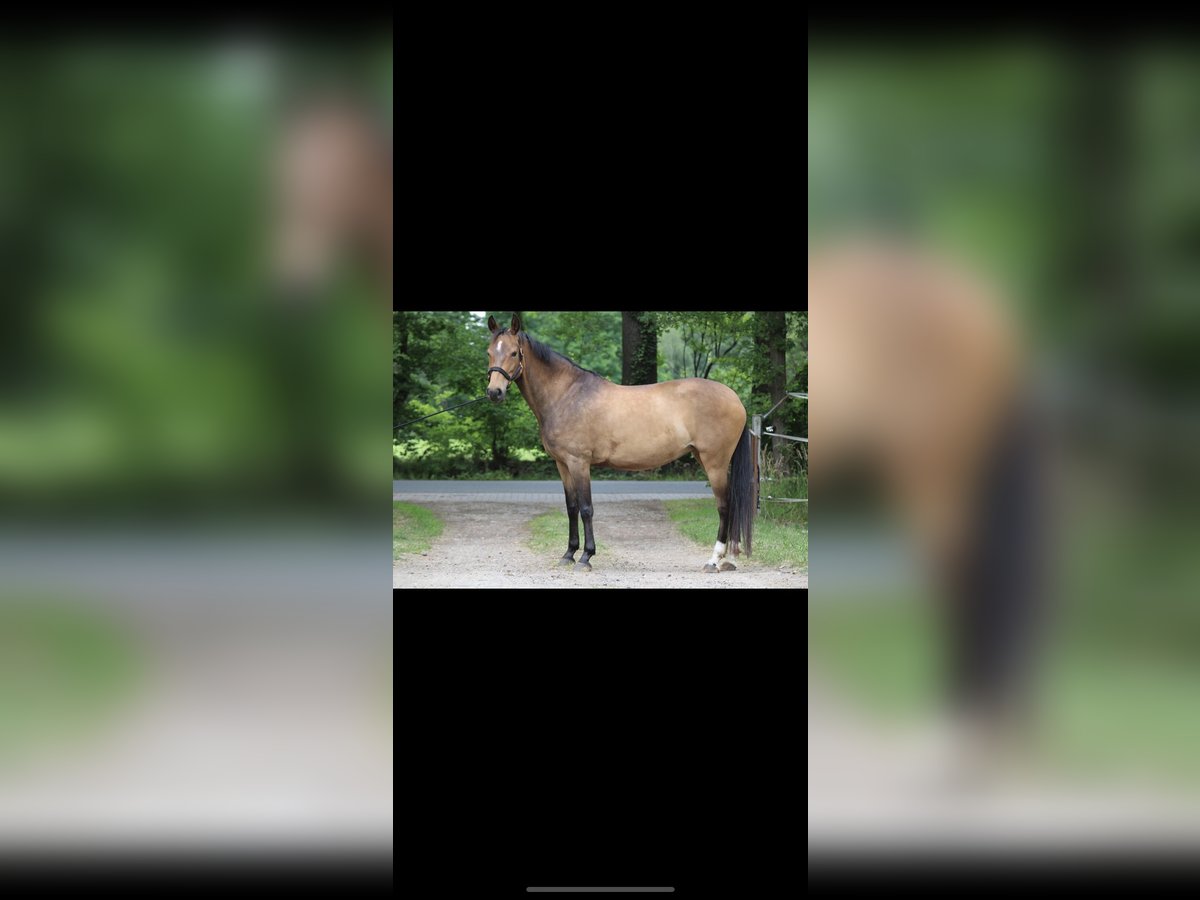 NRPS Mare 11 years 14,1 hh Brown in Hoogstraten