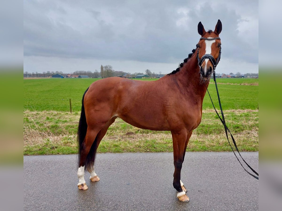 NRPS Mare 11 years 16 hh Brown in Zevenaar