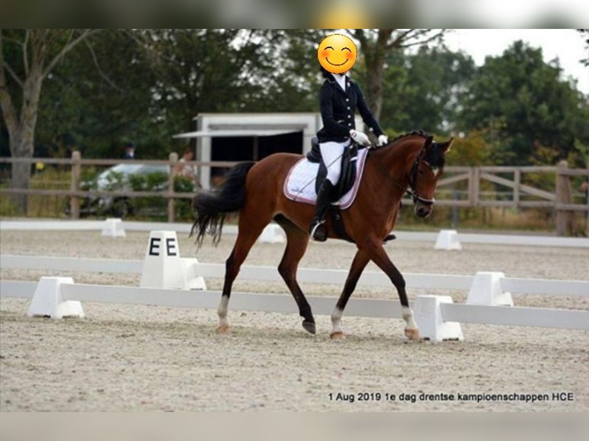 NRPS Mare 12 years 14,2 hh Brown in Kempen