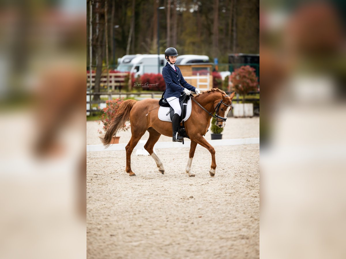 NRPS Mare 13 years 14 hh Chestnut-Red in Bilzen