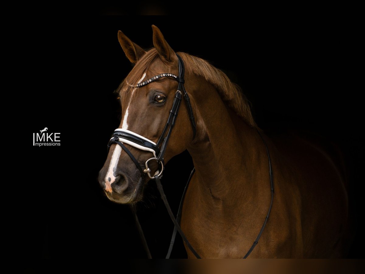 NRPS Mare 13 years 16,2 hh Chestnut-Red in Hilvarenbeek