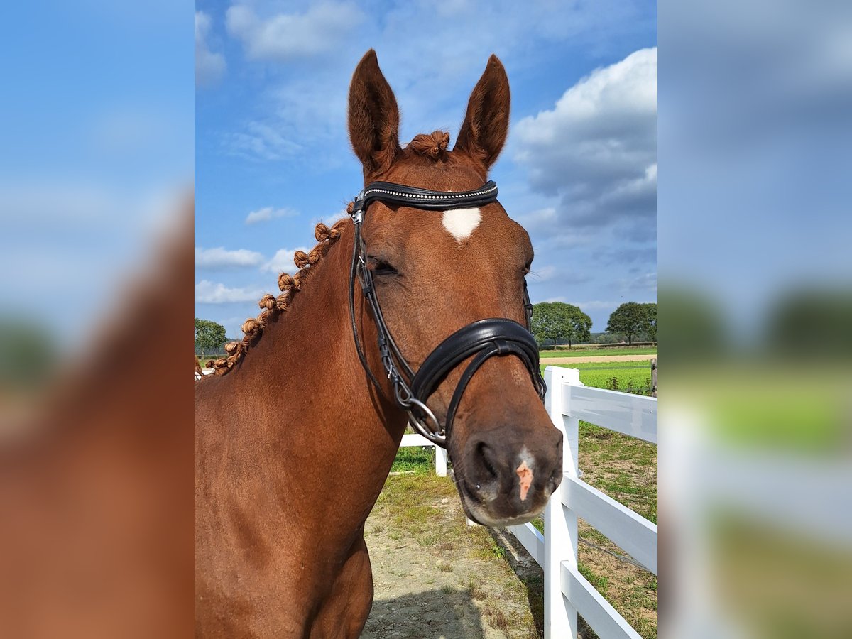 NRPS Mare 17 years 14,2 hh Chestnut-Red in Milsbeek