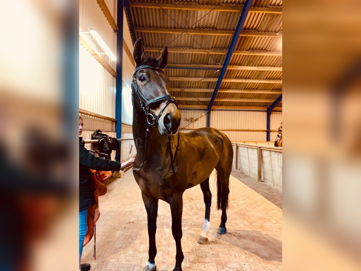 NRPS Mare 19 years 16,1 hh Bay-Dark in Wietmarschen