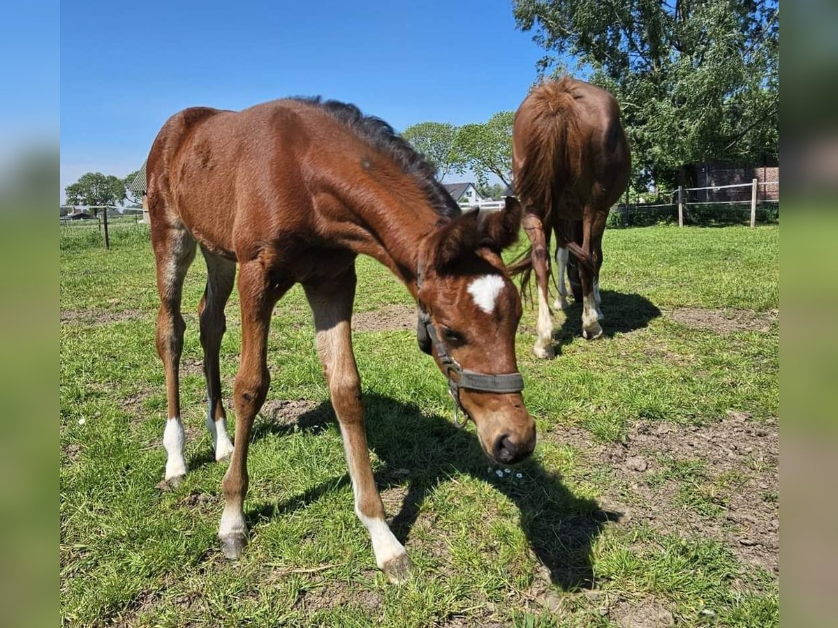 NRPS Mare 1 year 14,1 hh Brown in Dreumel